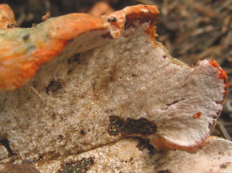 Lactarius salmonicolor parassitato da Hypomyces